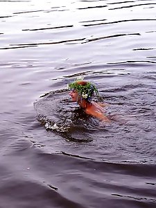 With a garland made of water